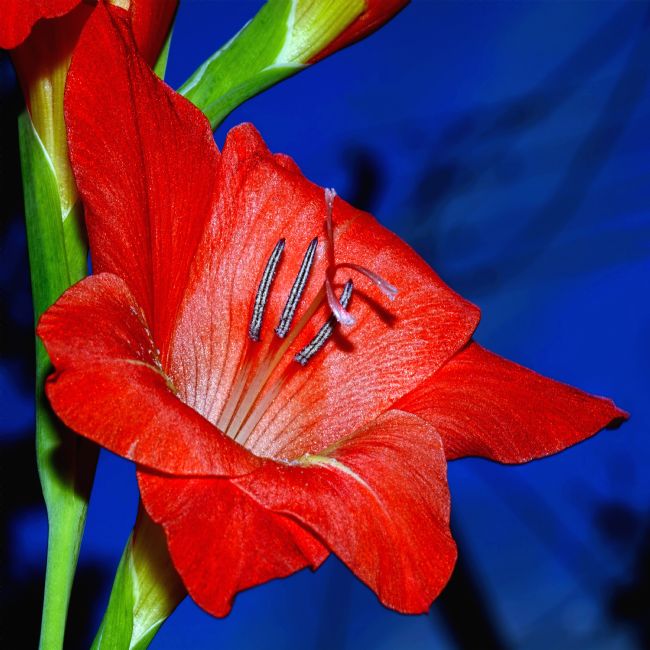 Kaye Menner | Red Gladioli on Blue
