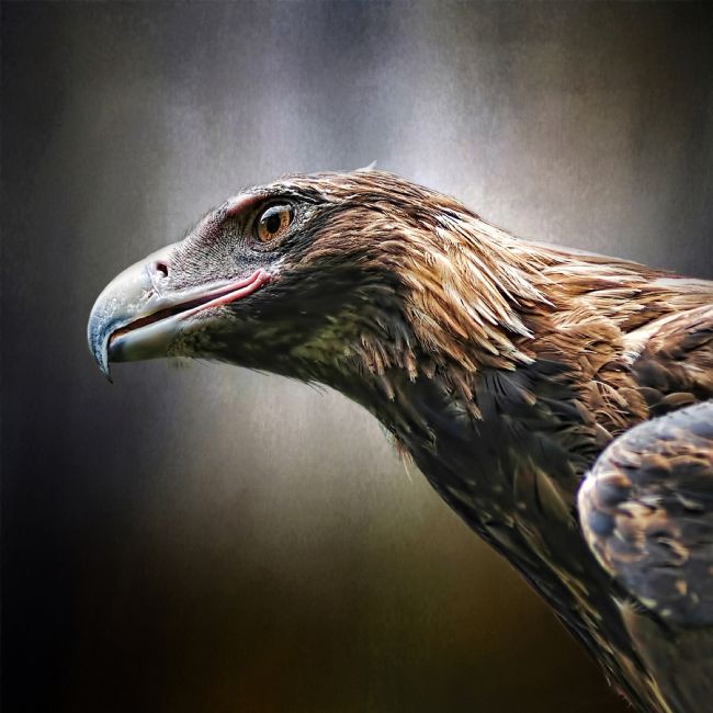 Kaye Menner | Wedge-tailed Eagle Portrait