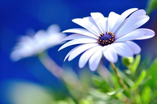 Kaye Menner | Happy White Daisy 2 - Blue Bokeh
