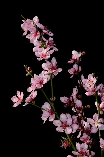 Kaye Menner | Spring Blossoms on Black