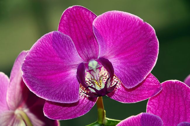 Kaye Menner | Pink Phalaenopsis Orchid with Bird