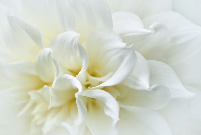Kaye Menner | Delicate White Softness
