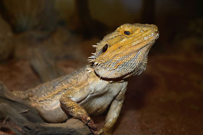 Kaye Menner | Central Bearded Dragon