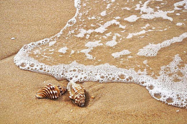 Kaye Menner | Seashells and Lace