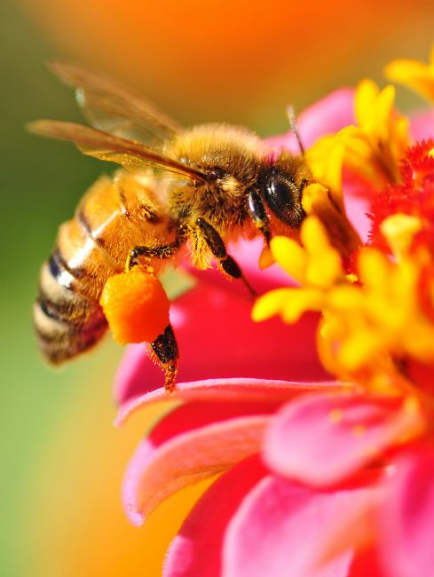 Kaye Menner | Bee Laden with Pollen