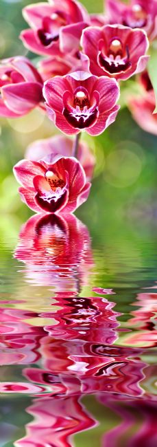 Kaye Menner | Cascading Orchids Reflecting