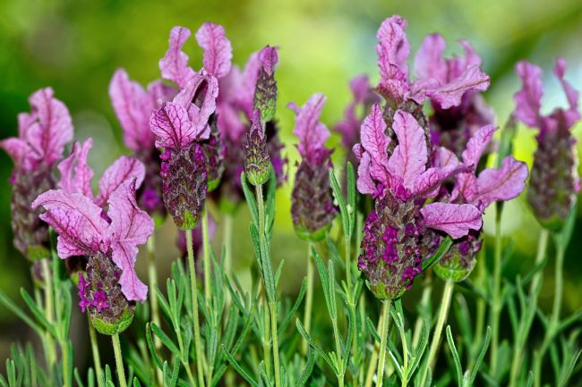 Kaye Menner | Lovely Lavender