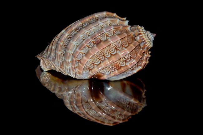 Kaye Menner | Harpa Ventricosa Shell Reflecting on Black