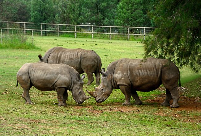 Kaye Menner | Rhinoceros Games