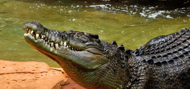 Kaye Menner | Saltwater Crocodile