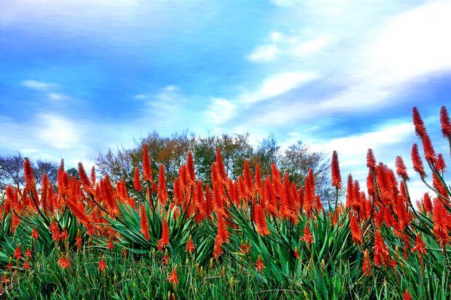 Kaye Menner | Red Aloe Flowers