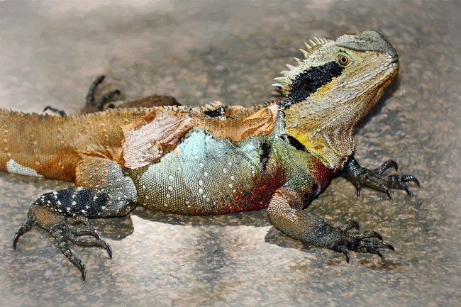 Kaye Menner | Water Dragon Shedding Skin