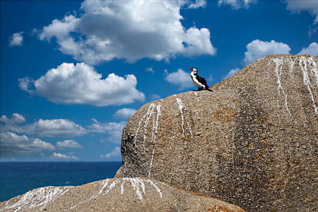 Kaye Menner | Shag on a Rock