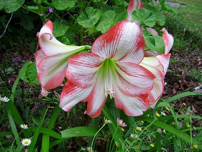 Kaye Menner | Red White Hippeastrum Flower