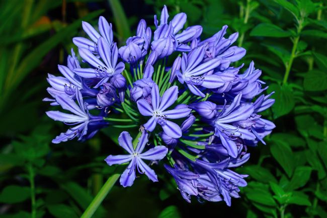 Kaye Menner | Agapantha Blooming