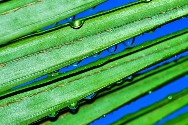 Kaye Menner | Raindrops in Blue and Green