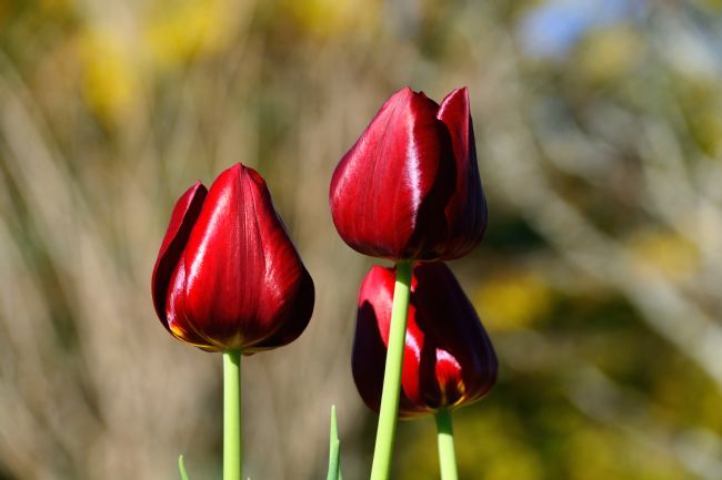 Kaye Menner | Three Red Tulips