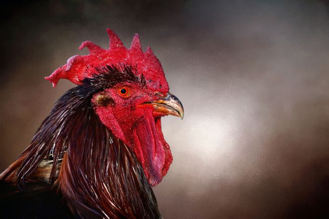 Kaye Menner | Red Rooster Resting