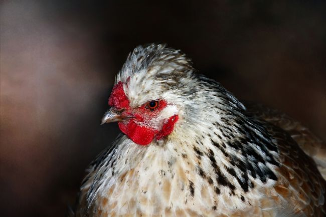 Kaye Menner | Speckled Hen 