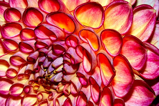 Kaye Menner | Rhythmical Dahlia Pattern
