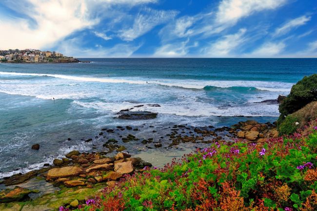 Kaye Menner | Geraniums by the Sea - Bondi Beach Sydney