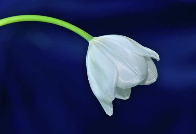 Kaye Menner | White Tulip on Blue
