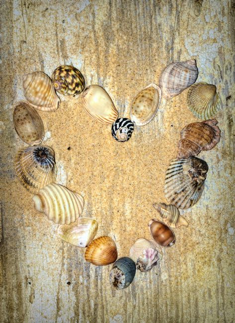 Kaye Menner | Shells of the Heart