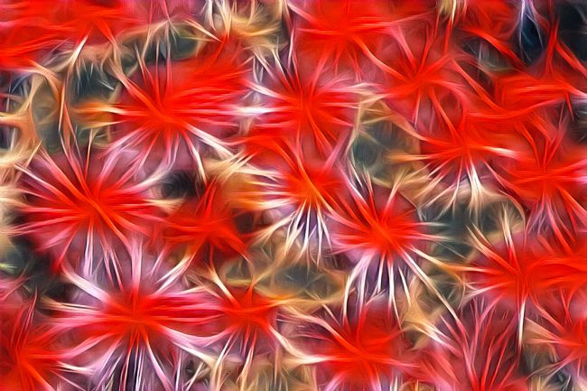 Kaye Menner | Fractal Daisy Abstract