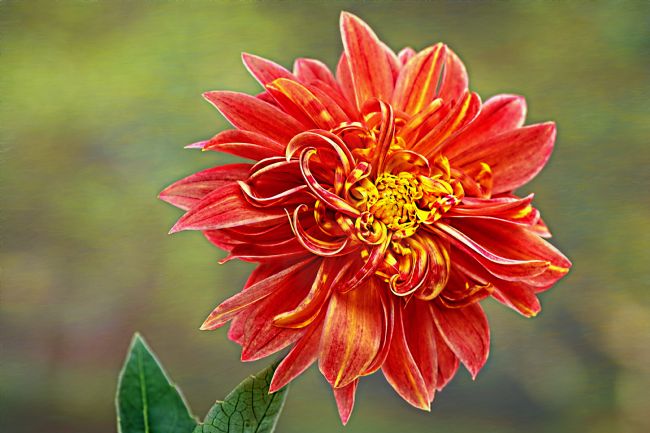 Kaye Menner | Curly Petals Dahlia
