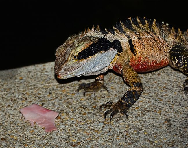 Kaye Menner | Water Dragon and Ham