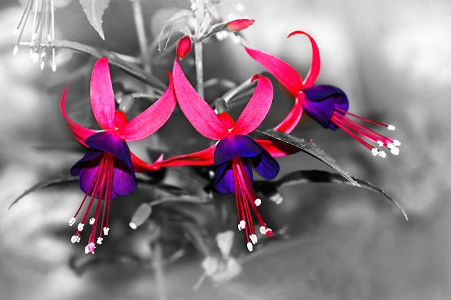 Kaye Menner | Vibrant Fuchsias