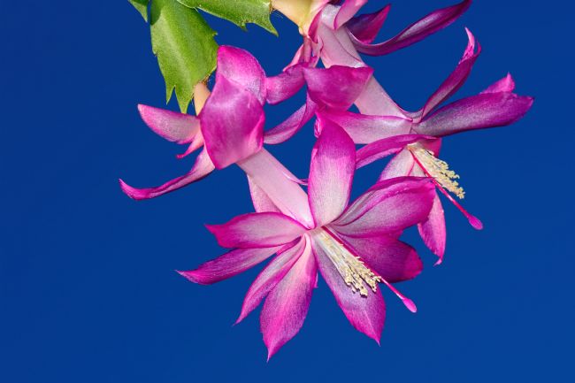 Kaye Menner | Pink on Blue