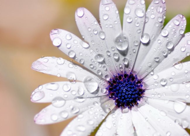 Kaye Menner | Rain Soaked Daisy