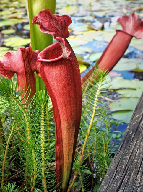 Kaye Menner | Pitcher Plant - Carniverous 2