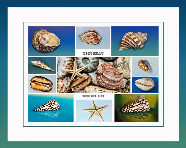 Kaye Menner | Seashell Collection - Collage
