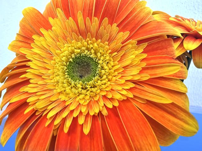 Kaye Menner | Orange Yellow Gerbera Daisy