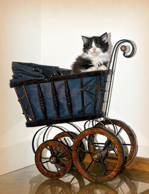 Kaye Menner | Kitten in Pram Vintage