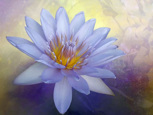 Kaye Menner | Beauty of a Waterlily