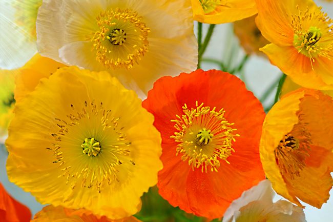 Kaye Menner | Colorful Poppies