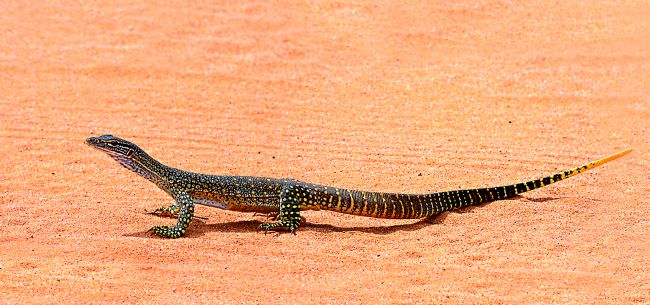 Kaye Menner | Lizard in the Wild Australia
