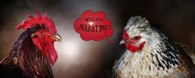 Kaye Menner | Will You Marry Me ?