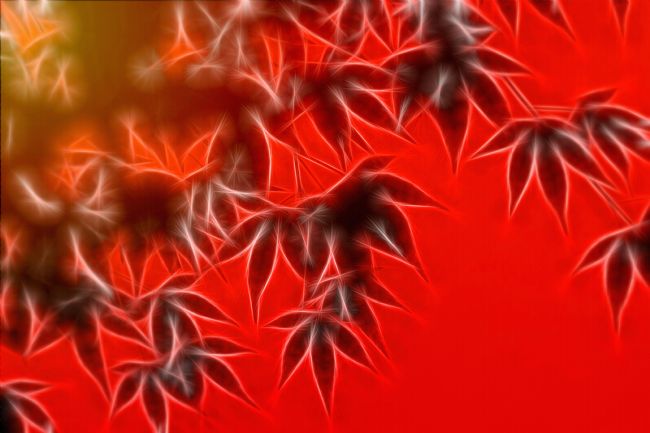 Kaye Menner | Autumn Glow