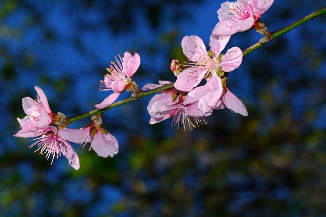 Kaye Menner | One Springtime Evening