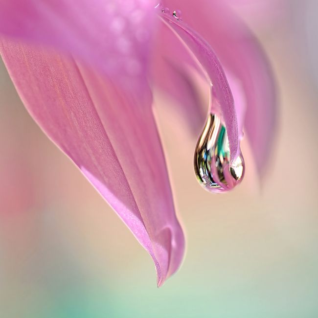 Kaye Menner | Spring Raindrop