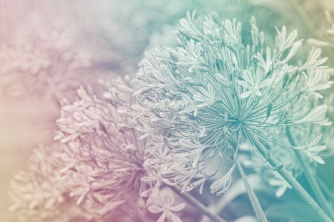 Kaye Menner | Pastel Dreams