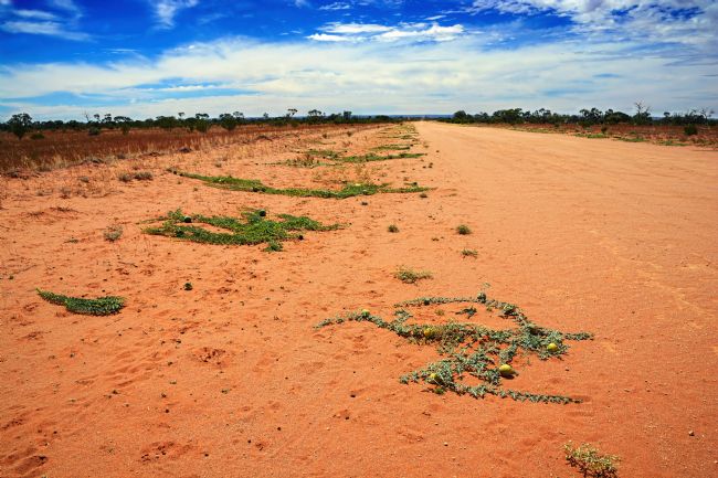 Kaye Menner | Outback Australia Desert - Citron Melon