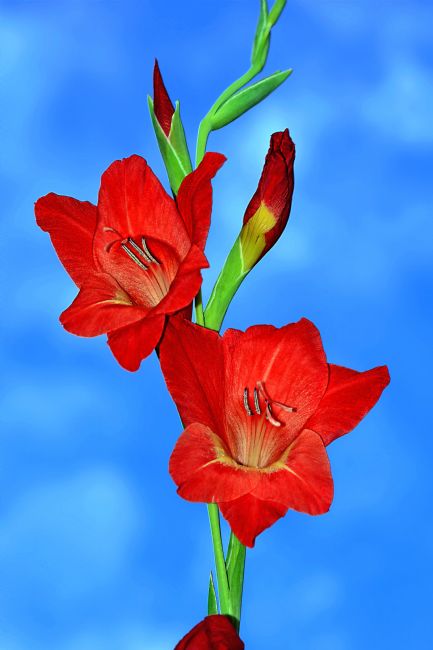 Kaye Menner | Gladioli in the Sky