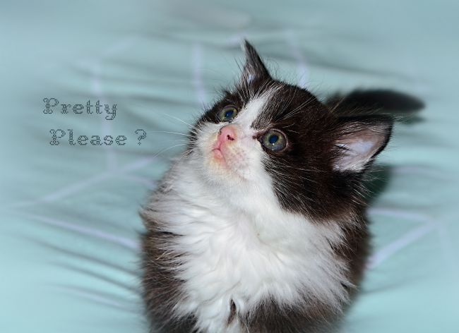 Kaye Menner | Pretty Please? Cute Kitten