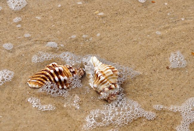 Kaye Menner | Seashells and Bubbles