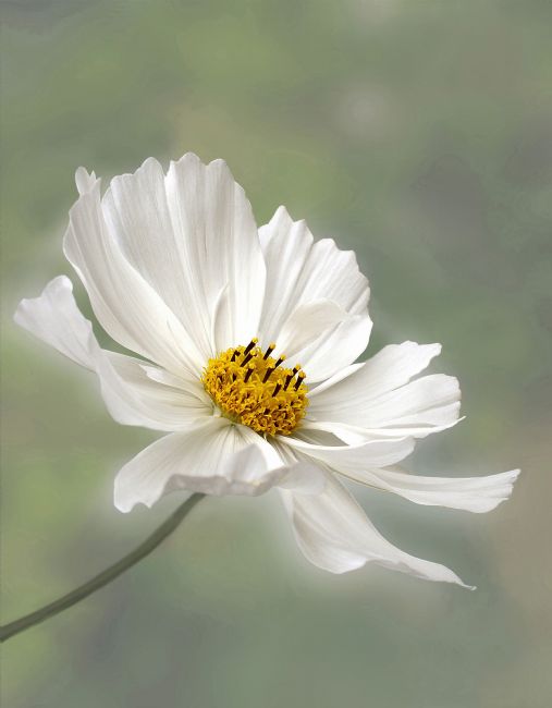 Kaye Menner | Cosmos Flower in White